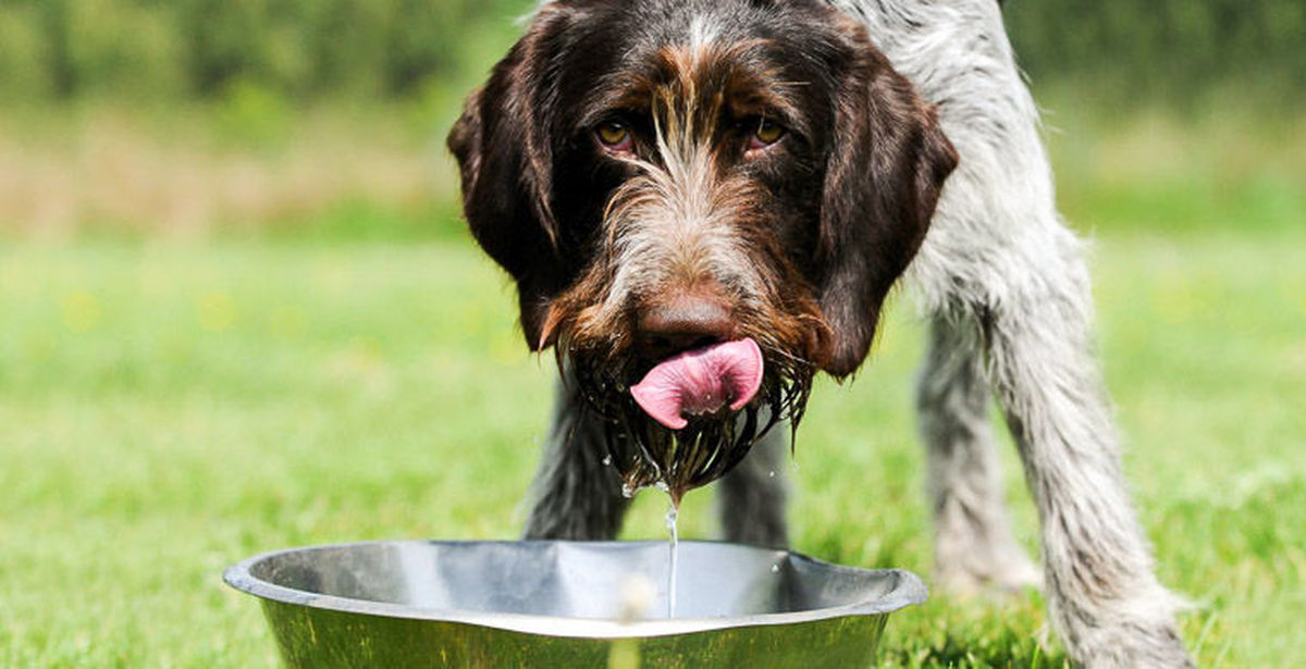 Собака плохо пьет. Собака пьет. Собака пьет воду. Жажда у животных. Собака лакает.