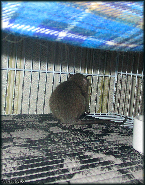 Обиделся (Пуш-Ап, пасюк).