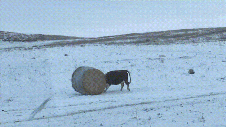 When it gets boring just graze - GIF, Entertainment, Rick, Hay, Cow