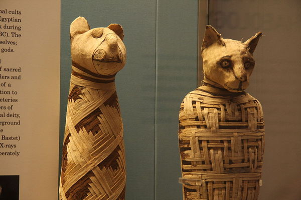 Canned food for the next world, pets or offerings to the gods - ancient Egyptian animal mummies - My, Ancient Egypt, Vcherasaurus, Animals, Mummy, Story, Longpost