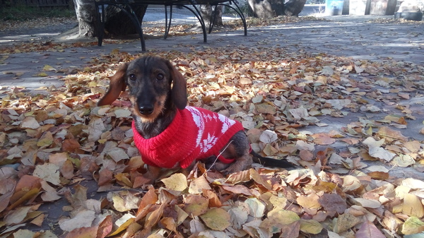 Autumn and sadness in the tape to everyone))) - My, , , Dachshund, Weight