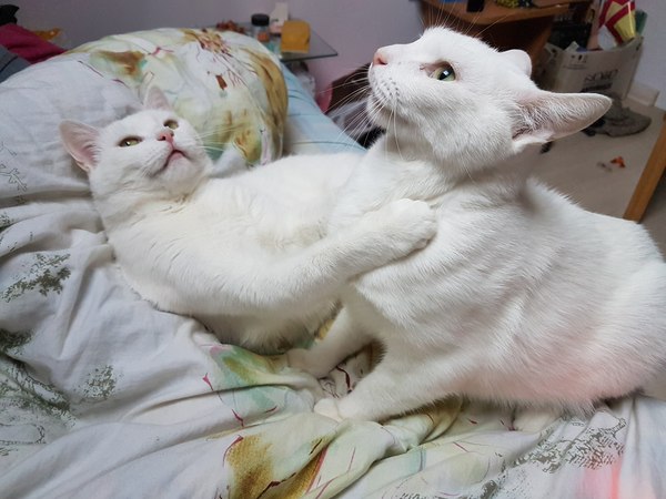 Котяшные обнимашки =^_^=