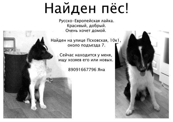 Нашли собакена