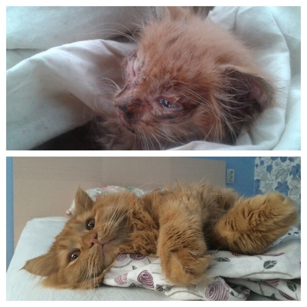 Saved life - Longpost, , Animal Rescue, Happiness, Foundling, My, cat