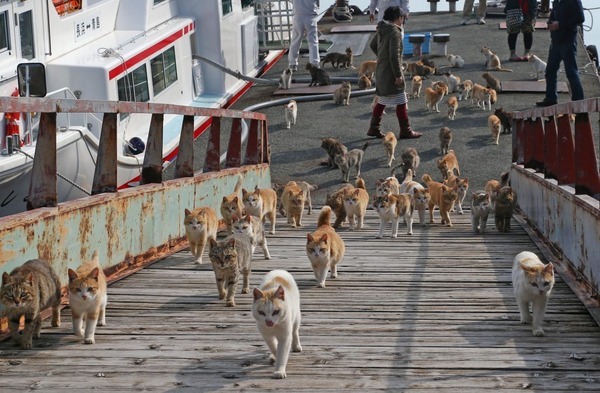 Oh, that strong and independent island of Tashirojima. - cat, Lots of cats, Feline