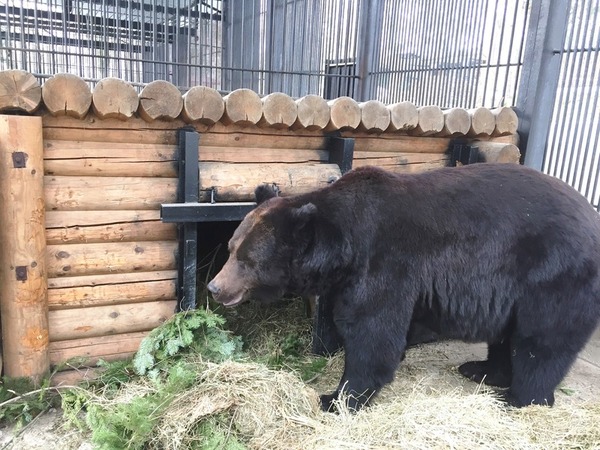Bears in the Sakhalin Zoo are preparing for winter - Sakhalin, The Bears, Zoo, Sahkom, Hay, Hibernation, Video