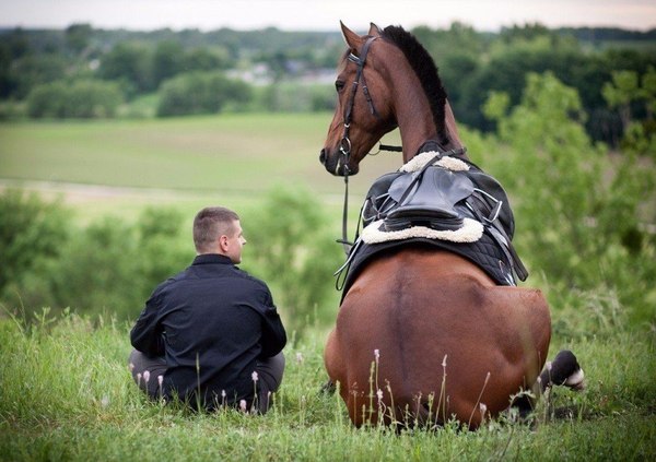 Let's sit on the road))) - Horses, Humor, Images