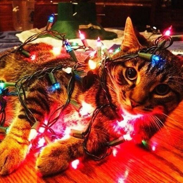 Jingle Bells - cat, New Year, Lights, Photo