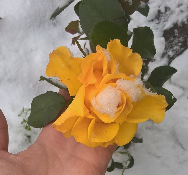 Roses in the snow - the Rose, Snow, beauty, Краснодарский Край