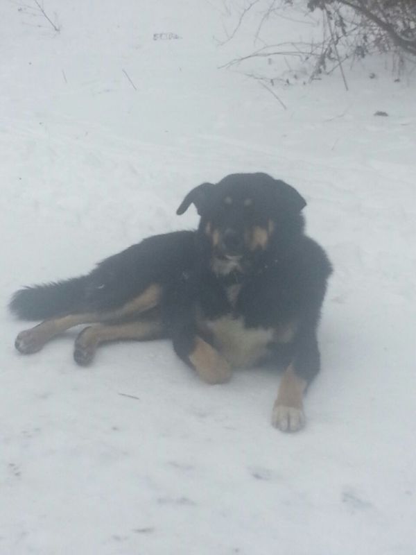 DOG FOUND! Moscow, Izmailovo! - Dog, Found a dog, Moscow, Izmailovo, Help