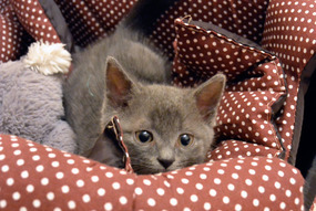 Когда пылесос вышел на охоту.