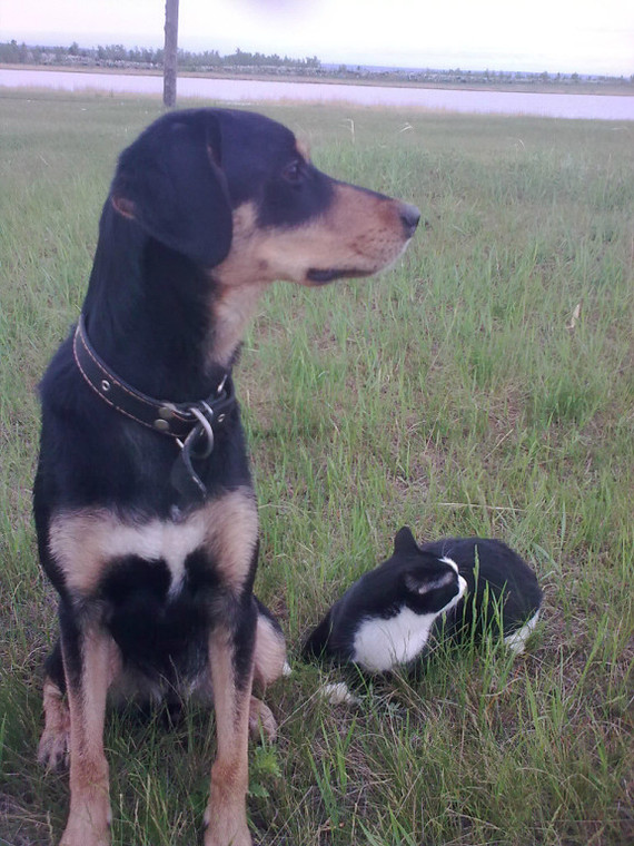 On guard. - My, Photo, Animals, Service, Guard, Dog, cat