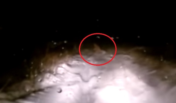 Yeti in Bashkiria? It is not known what got into the lens of the DVR - Bashkortostan, Uchily, Video, Video recorder, , Yeti, What's this?