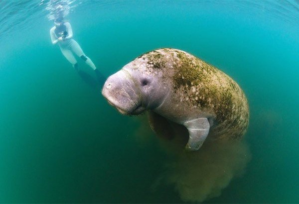 I never thought I'd be doing a post about manatees, but I like them - Manatee, Big and kind, Mammals, Flora and fauna, Interesting, Nature, Longpost