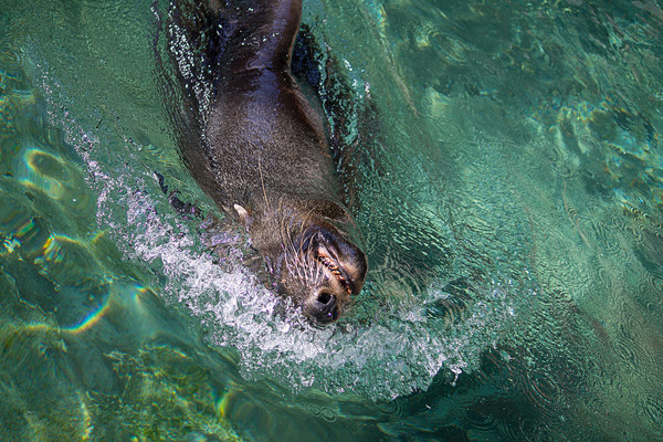 Prague zoo, part 1. - Prague, Animals, Longpost, Zoo, My