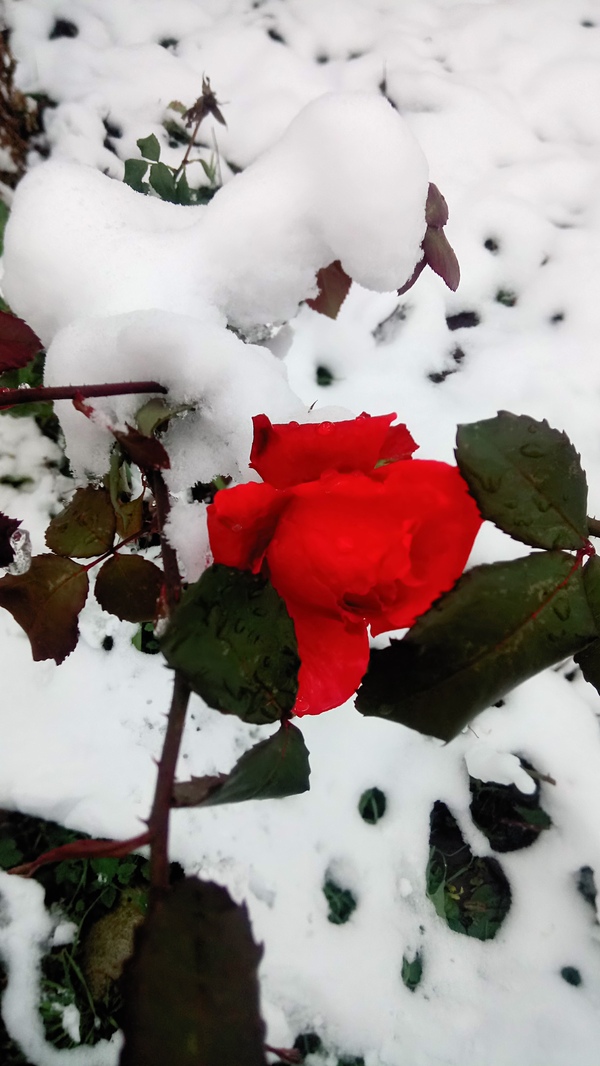 ��� ����� ��� ����