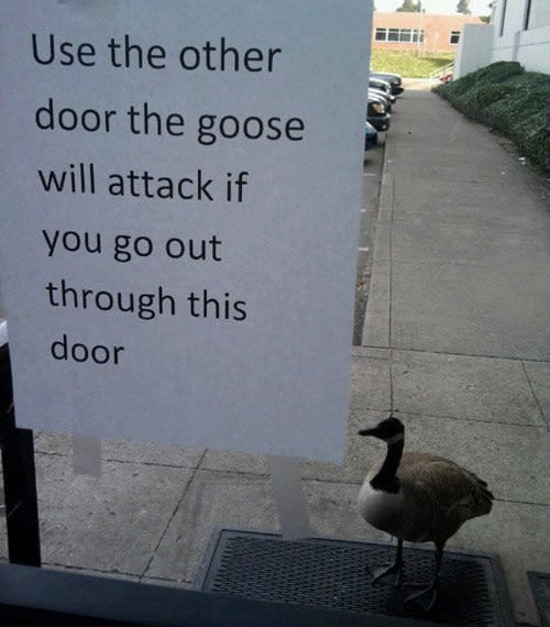 Use another door. The goose will attack if you exit through this door. - Door, Announcement, Leprosy, Гусь