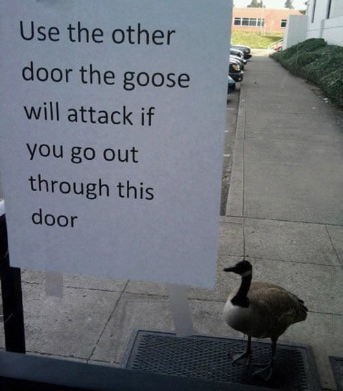 Use another door. The goose will attack if you exit through this door. - Гусь, Door, Announcement, Leprosy