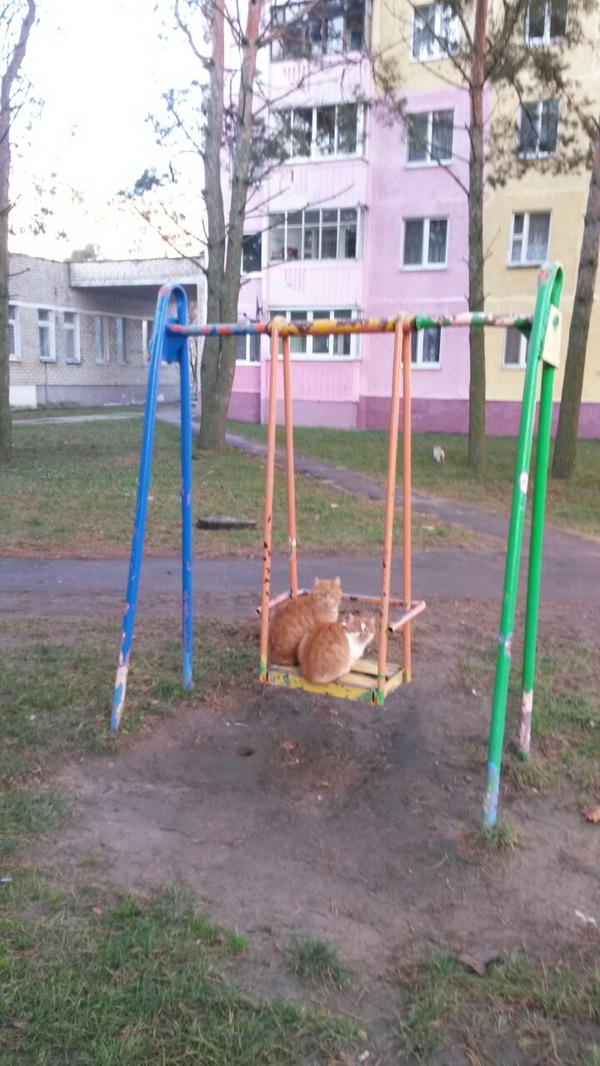 CatCheli - cat, Swing, Photo, My