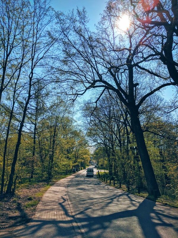 german spring :) - My, Spring, Germany, Leaves, Tree, The park, Longpost