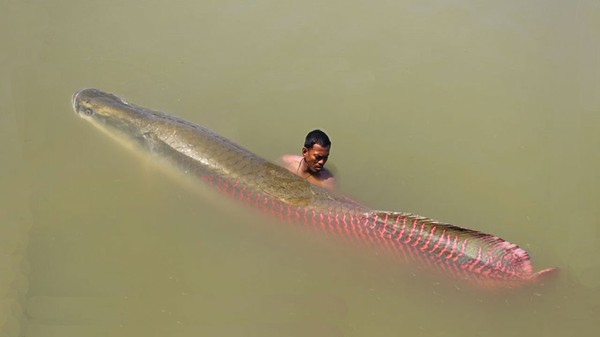 Речной гигант Амазонки - арапайма (Arapaima gigas) - Амазонка, Арапайма, Рыба, Улов, Photoshop