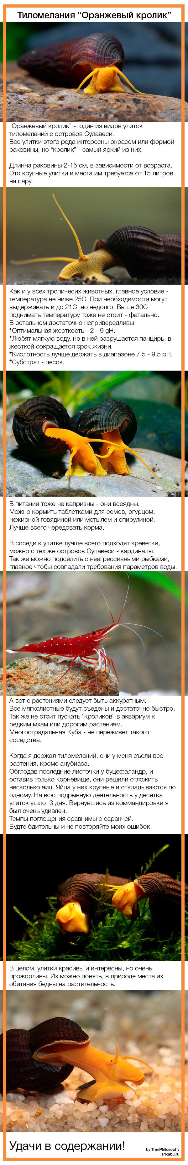 Оранжевый кролик