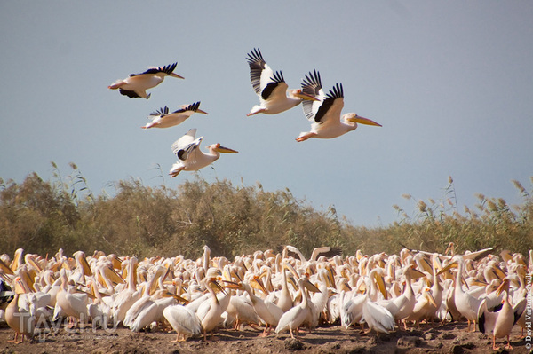 UNESCO World Heritage. #25 - Juj Ornithological Reserve - UNESCO Heritage Site, UNESCO, Senegal, Longpost
