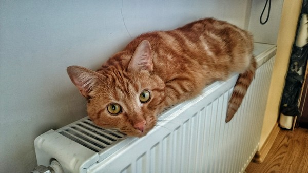 ������, ���� ������...