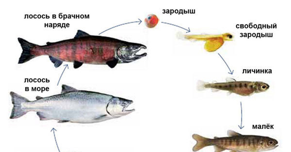 Лосось картинка для детей на прозрачном фоне