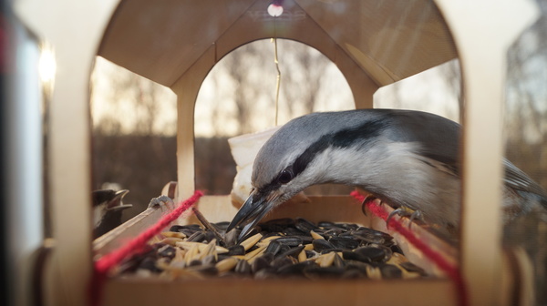 Winter canteen is open - Longpost, Sony, The photo, Nuthatch, Trough, Tit, My