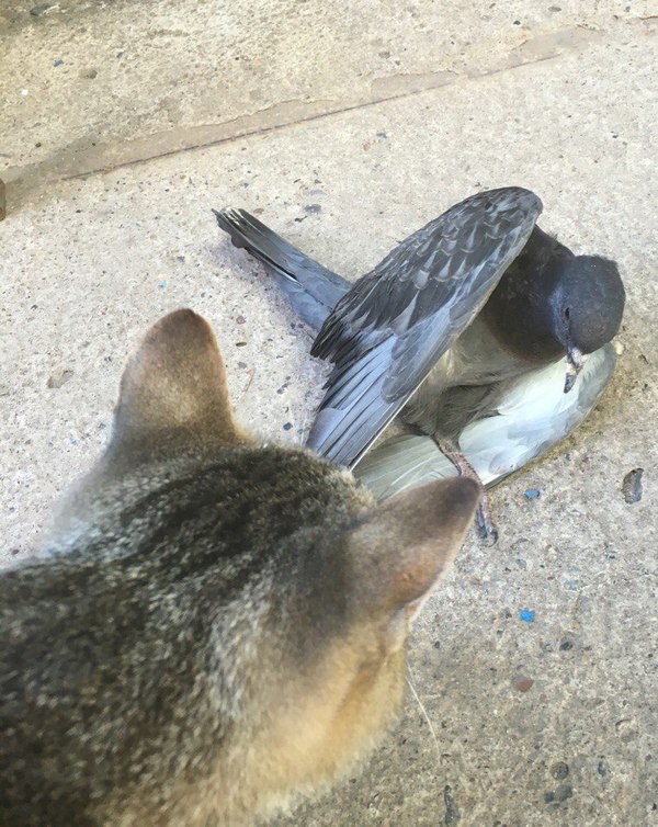 ������ �������� ������ ������� � �������� ������.