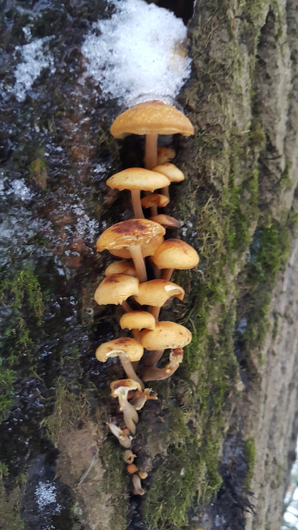 winter mushrooms - My, Walk, Nature, Mushrooms, Winter, Подмосковье, Longpost