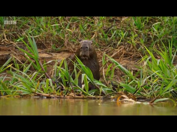 Surprised capybara - Planet Earth, BBC, Animals, Video