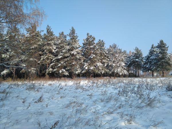 Winter Chelyabinsk - Longpost, The park, Chelyabinsk, My, Winter, Squirrel