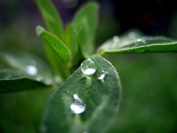 After the rain - My, Water drop, Macro, Dew, Photo, My, Macro photography