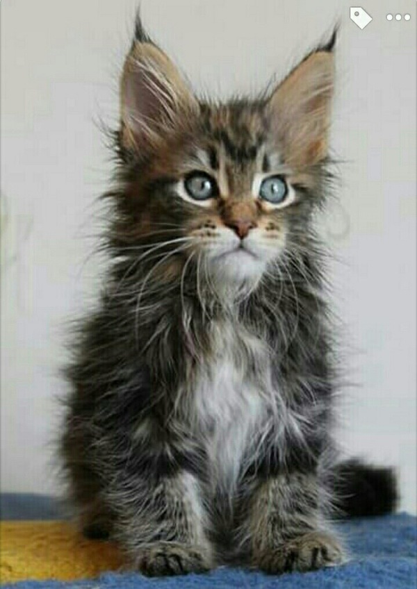 The cat is shocked, Peekaboo chooses a name for him. - cat, Photo, Maine Coon, Choice, Hardened