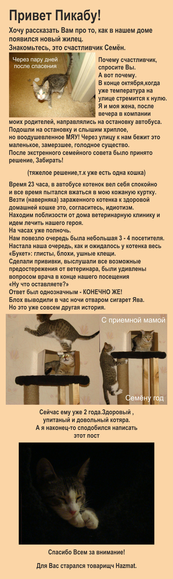 Cat Semyon - My, cat, Lucky, Foundling, Longpost