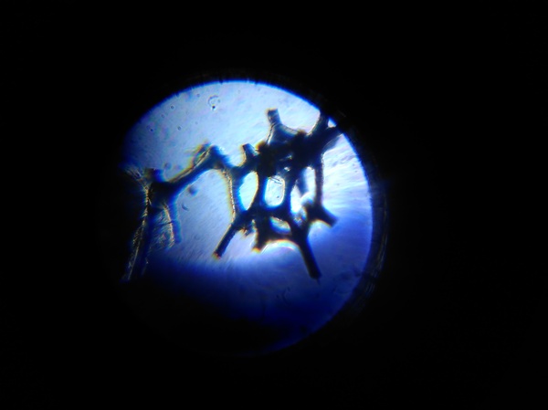 Microscope - My, Microscope, Increase, Photo, Longpost