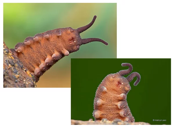 Contemporaries of the Cambrian. - My, Onychophora, Interesting, Cambrian, Velvet Worm, Longpost