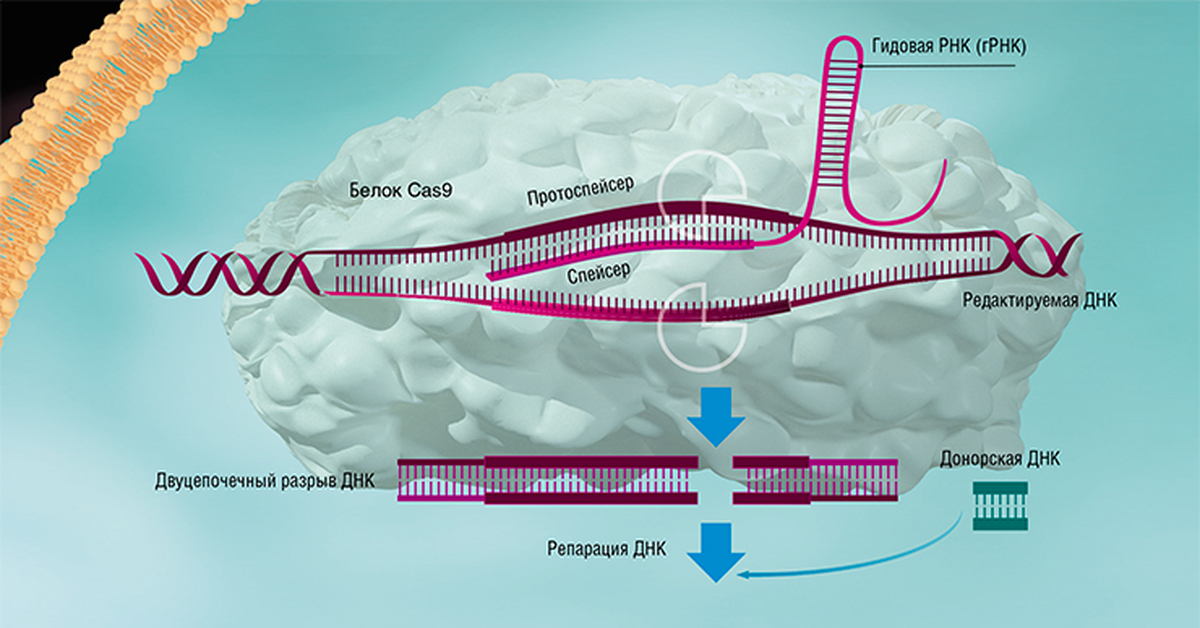 Редактирование рнк. Технология редактирования генома CRISPR/cas9. КРИСПР кас9. Редактирование генома с CRISPR/cas9. Метод редактирования генома CRISPR-CAS.