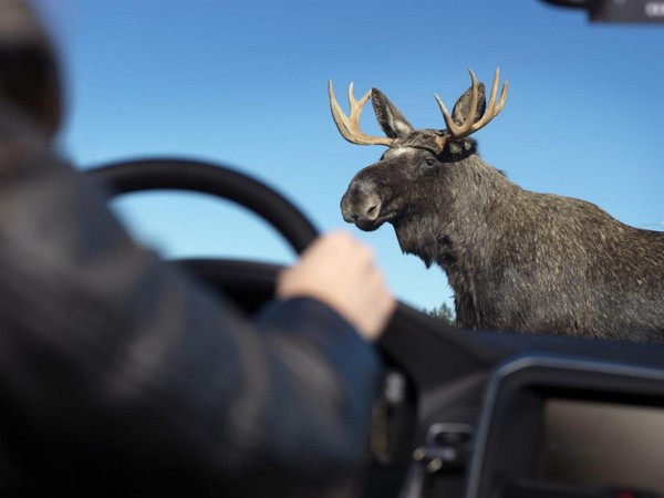 The car owner demanded compensation for a collision with a moose - Elk, OSAGO, Road accident, Claim