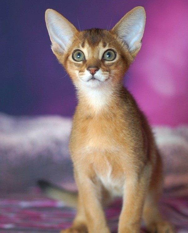 Abyssinian cats :3 - , , Abyssinian cat, Nursery, Longpost