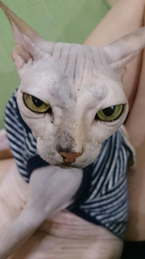 What you said? - My, cat, Sphinx, Don Sphynx, Gorgeous, , Sight