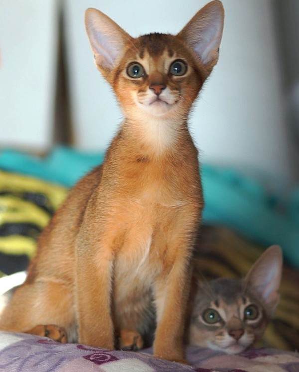 Cats - Abyssinian cat, cat, Photo