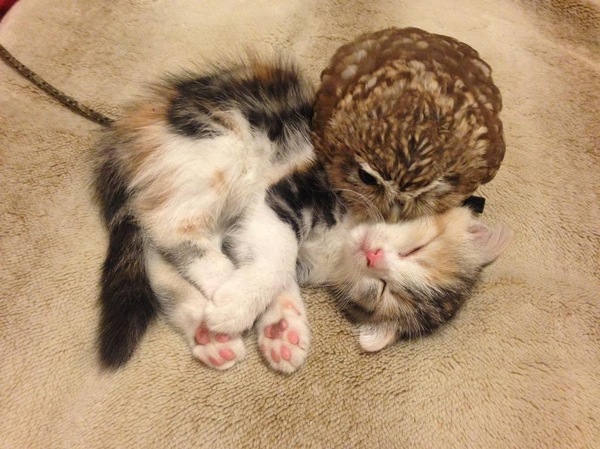 Just hugging a kitten and an owl :3 - cat, Owl, Photo, Hugs, Milota, Toddlers, Children