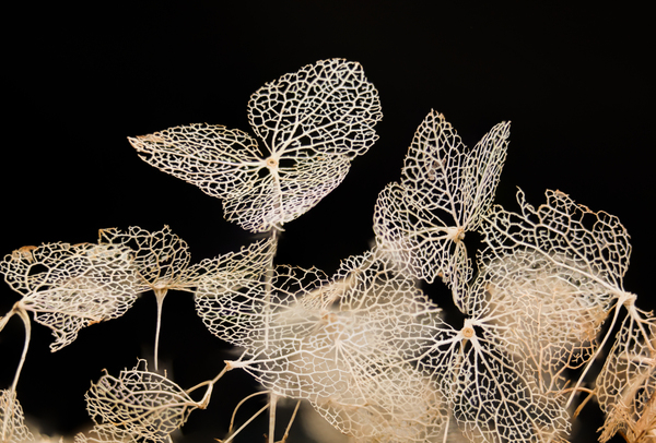 Филигранная гортензия vol.2