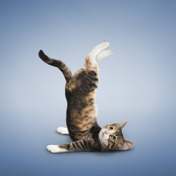 Cats are the best gymnasts! - My, cat, Gymnastics, Longpost