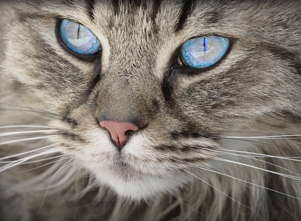 Blue eyes - Eyes, cat