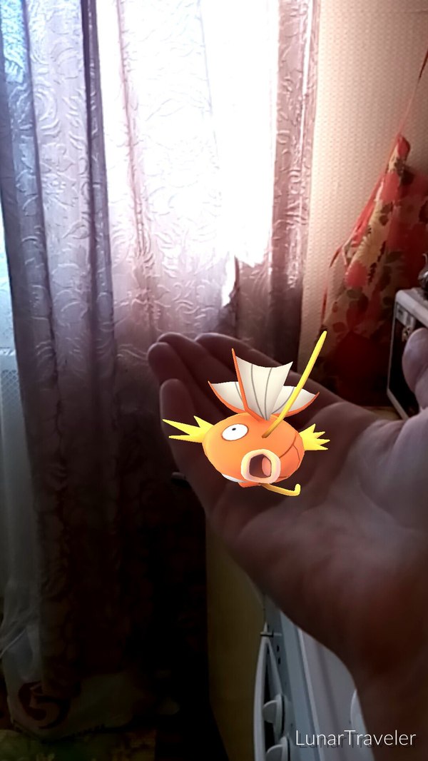 When I caught a Magikarp - Magicarp, Pokemon GO, Pokemon, Longpost