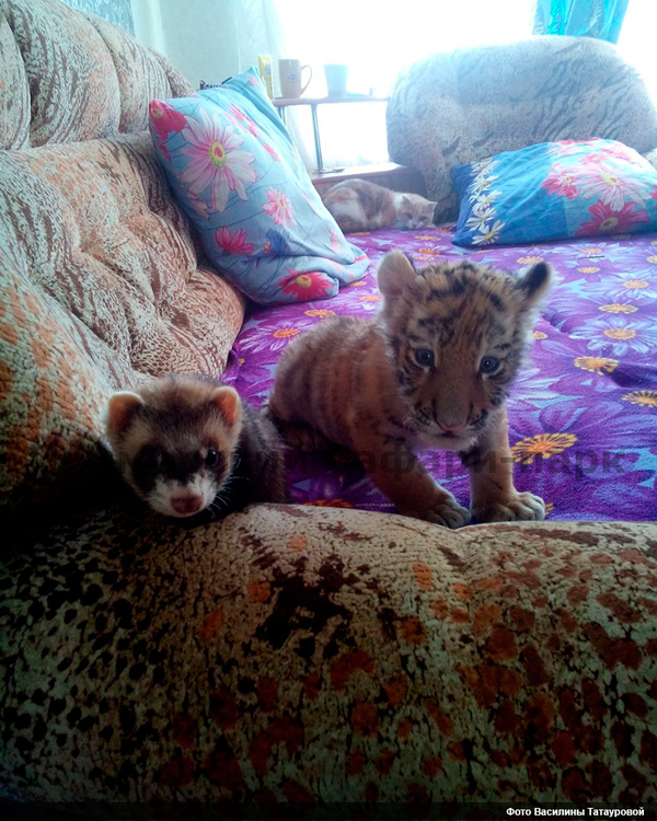 The son of the famous Amur tiger made friends with a ferret))) Tiger cub Sherkhan inherited his father's friendliness - Tiger Cupid and Goat Timur, friendship, The beast, Tiger, Tiger cubs, Longpost